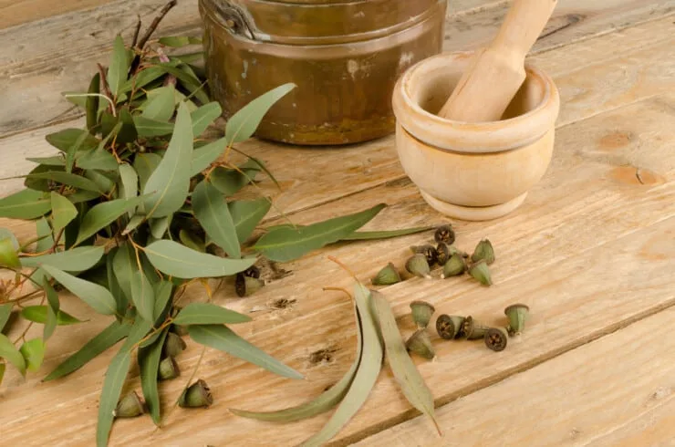 Why Is There A Strange Eucalyptus Smell In My House?