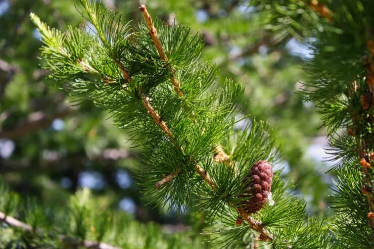 Why is There a Strange Pine Smell in My House?