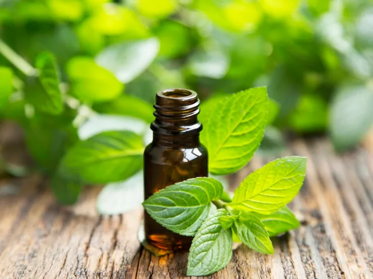 Why Is There A Strange Peppermint Smell In My House?
