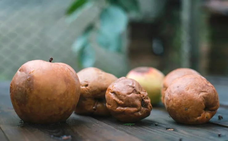 Why is There a Strange Rotten Fruit Smell in My House?