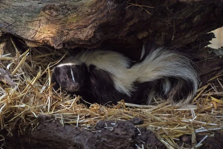Why Is There a Strange Skunk Smell in My House?